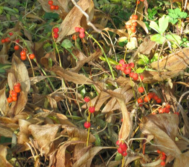 ...Fruchtstände der Maiglöckchen. Sehr giftig!...