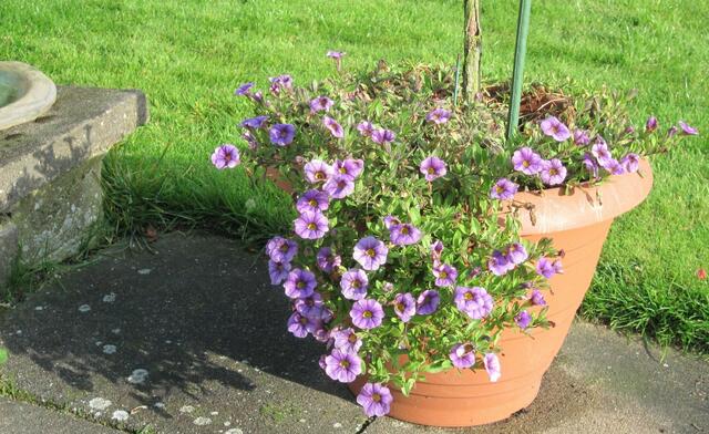 ...uns hat bisher der Frost nichts angetan...