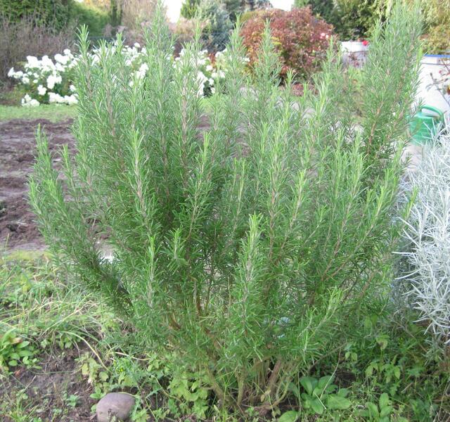 ...Rosmarin! Ganz lecker schmecken Rosmarin-Kartoffeln...