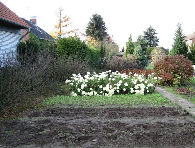 ...der herbstliche Garten mit einem großen Beet weißer Crysanthemen...