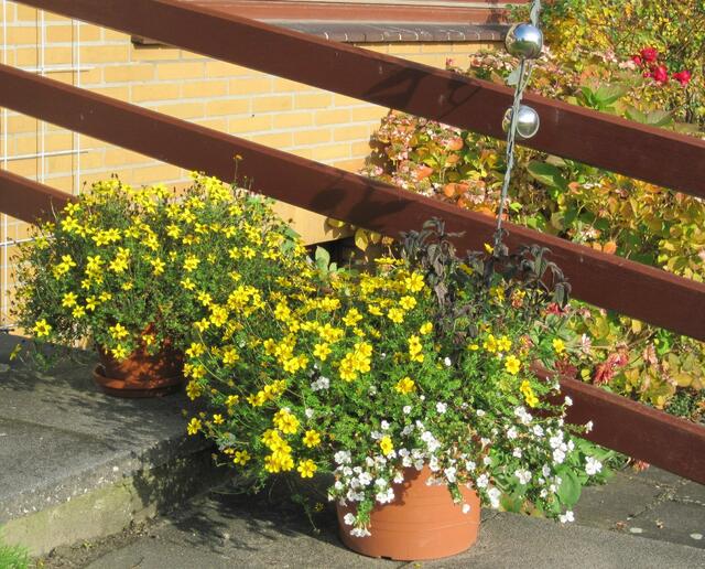 ...wir gelben Sternchen sind die duftenden kleinen Blüten der Bidens...