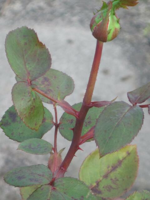 ...gebt gut acht, ob ich noch blühen werde!...