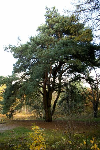ein Stattlicher Baum, er hat den Platz für sich