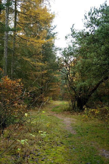 der Seeweg