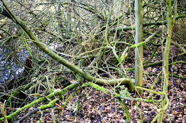 Holzgewirr am Ufer, hier stört es niemanden