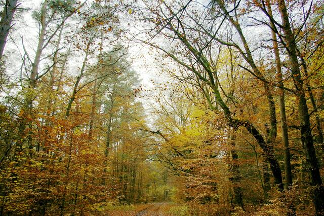 güldner Weg