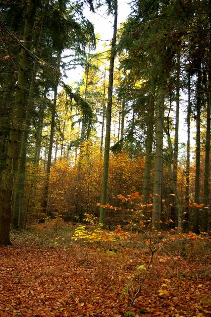 grün und gold ergänzen sich