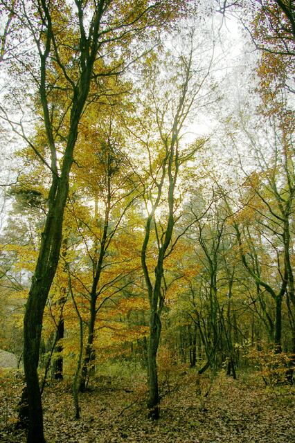und der Herbst ist in Blüte