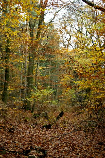 und wieder mittendrin im Herbst