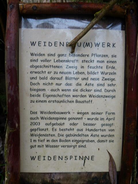 Die Weidenspinne