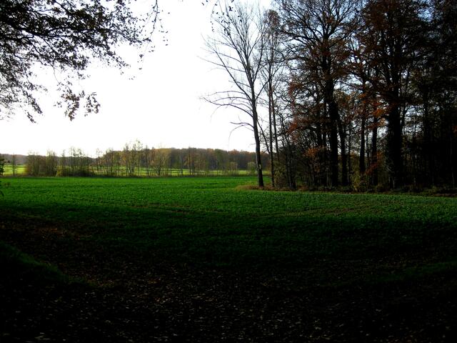 Wettberger Holz