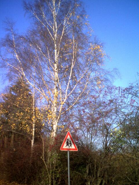 Birke im Sonnenlicht