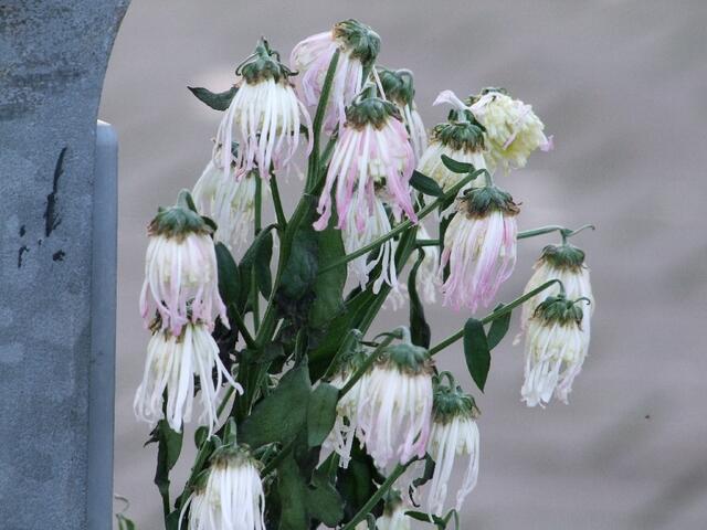 Gedenken an Robert Enke