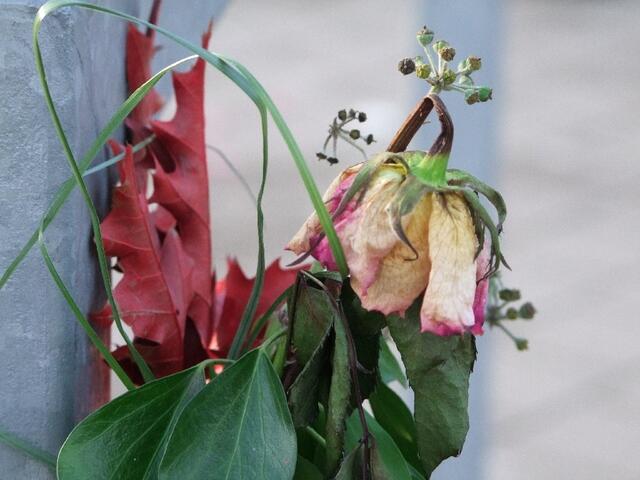 Schon etwas älter - Die Blumen am Stadion