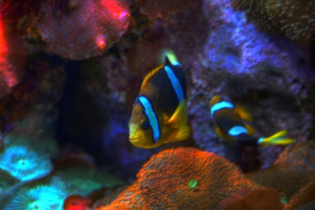 Anemonenfisch oder besser bekannt als Nemo