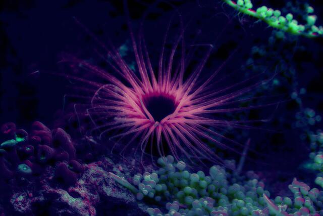Fluoreszierende Schönheit