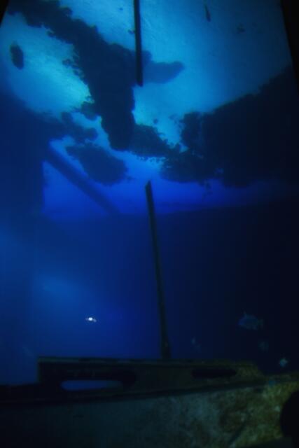 Die Shark I