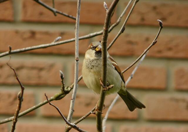 Der Haussperling ( Passer domesticus) Männchen