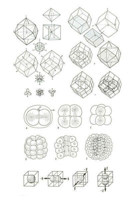 Bildtafel der ars evolututoria: Evolutionäre Symmetrietheorie (Hahn/Weibel; S. 255-284 mit 11 Abb. EST-Link in W.H.s Homepage..