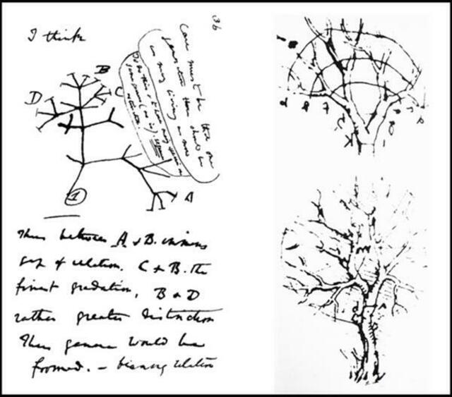 Transmutation bei LEONARDO da Vinci (rechts) und DARWIN (links) Berühmt geworden ist die Skizze mit der Überschrift &#8222;I think" aus DARWINs Notebooks zur Transformation (1837). Mehr dazu Homepage art-and-science.de - "Link Vorstellung".