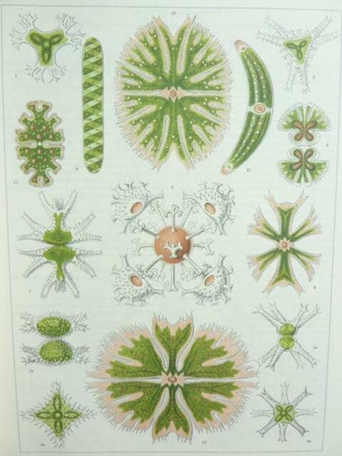 Zierlinge (Desmidiacea) bildete HAECKEL auf Tafel 24 seiner "Kunstformen" ab: die "Zellteilung" der "symmmetrischen Zelle" wird erklärt. Von mir als "Symmetrisation" erklärt . Vgl. Symmetriebuch - W.H. Kap. 10.-10.5.1.