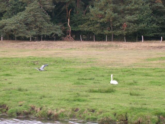 Reiher und Schwan vertraut auf einer Wiese
