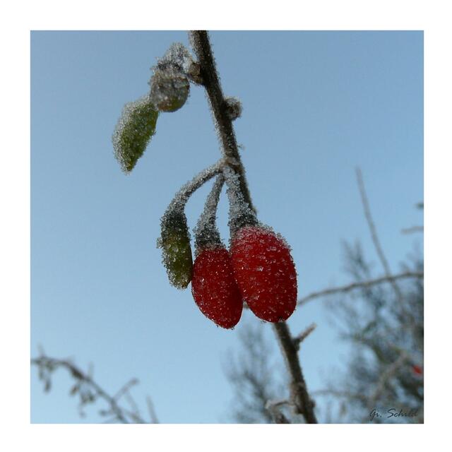 Väterchen Frost eröffnet seine "Kunstausstellung"...