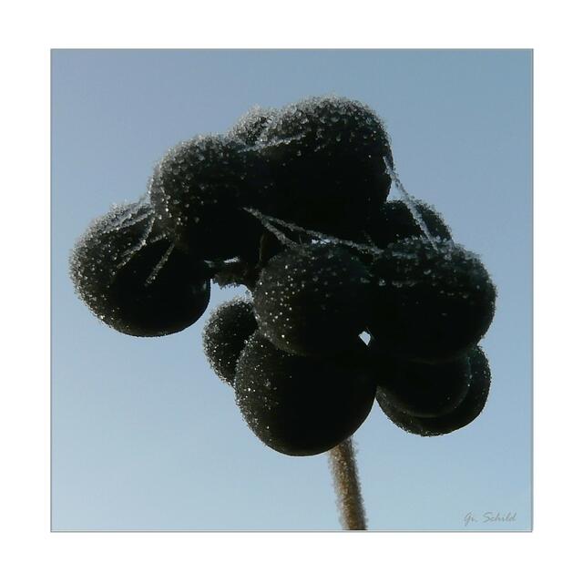 Väterchen Frost eröffnet seine "Kunstausstellung"...