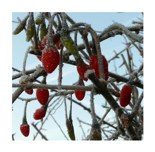 Väterchen Frost eröffnet seine "Kunstausstellung"...