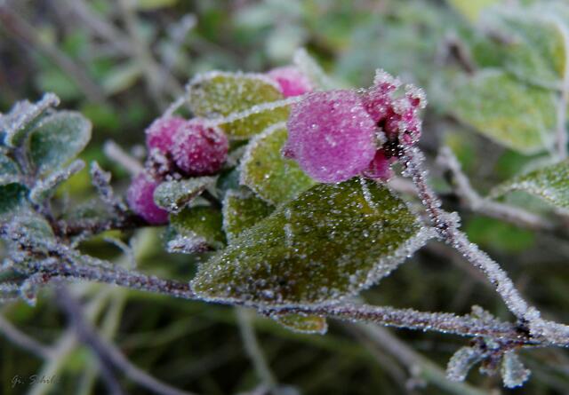 Väterchen Frost eröffnet seine "Kunstausstellung"...