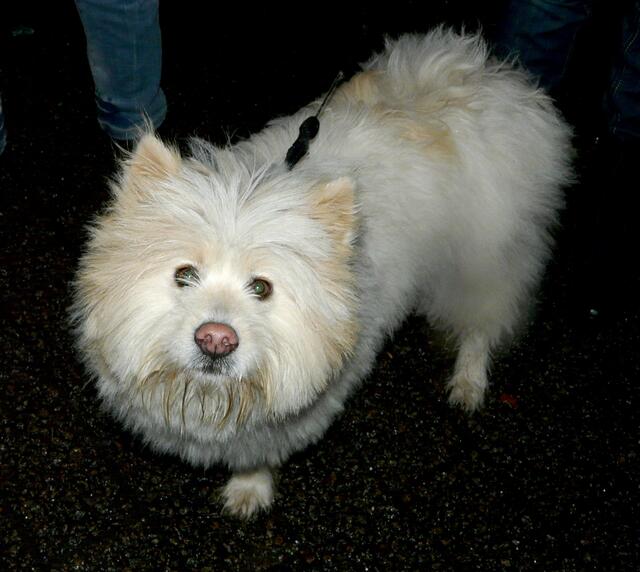 Ein Hund zum Knuddeln! Ein Bilderbuch-Elo. Mit allen positiven Eigenschaften dieser Rasse.Super lieb!
