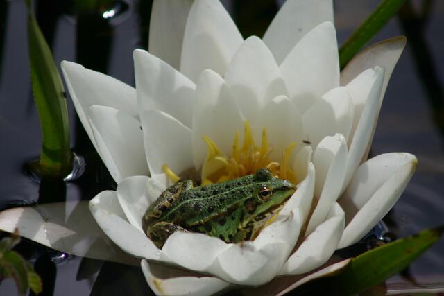 .... Schwebfliegen eine leichte Beute