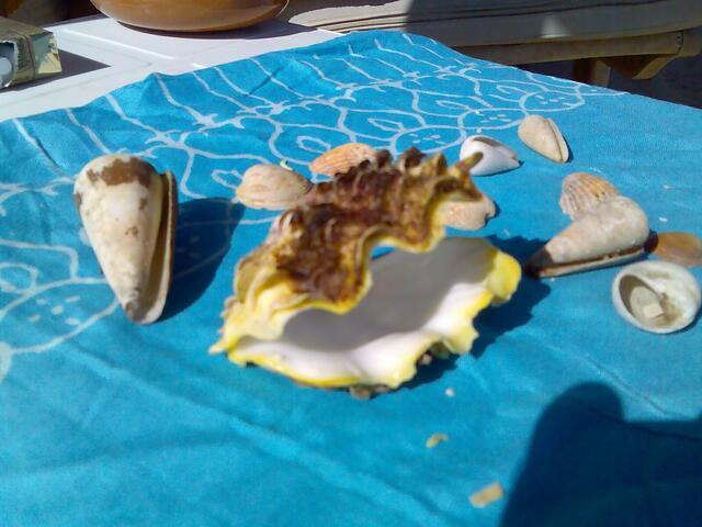 am Strand gefunden