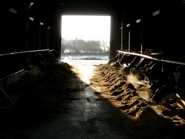 Blick in den Stall - Essenszeit