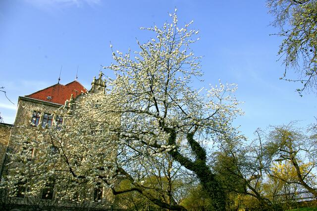 Kirschblüte im Amtsgarten, April