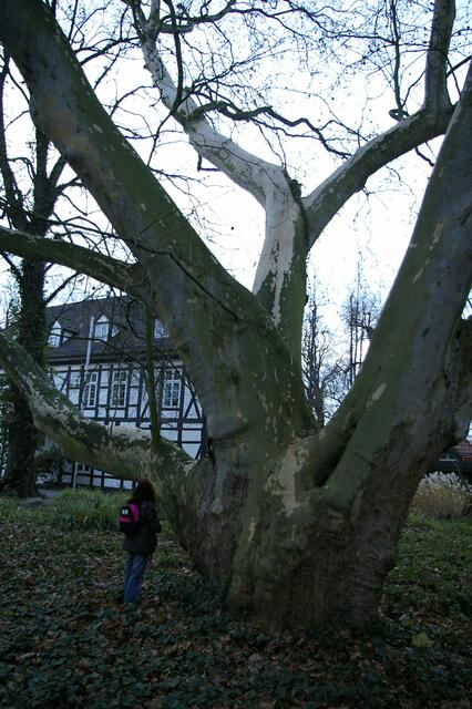 der Riesenbaum von Nienburg im November