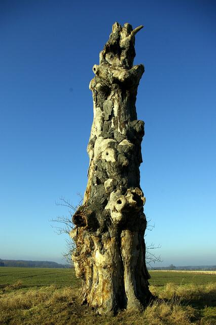 der alte Baum bei Steimbke im Februar