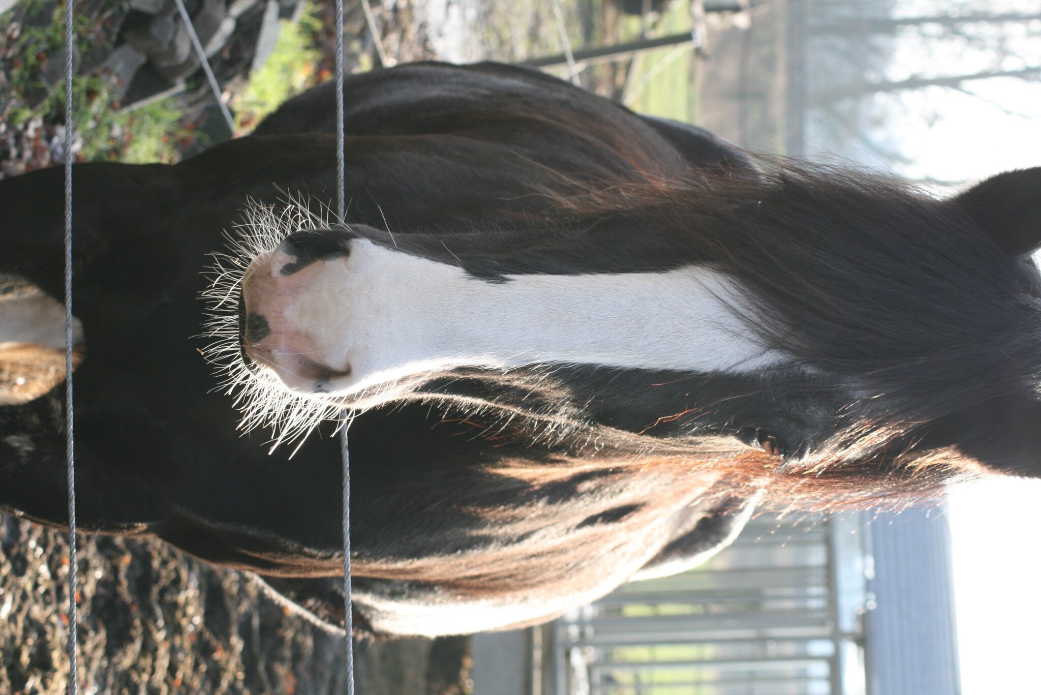 Das Shire Horse (diesmal als Serie). Burgdorf