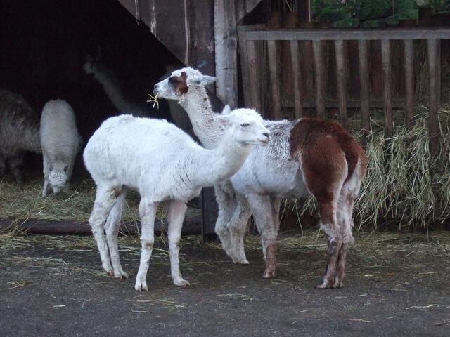 Alpacas