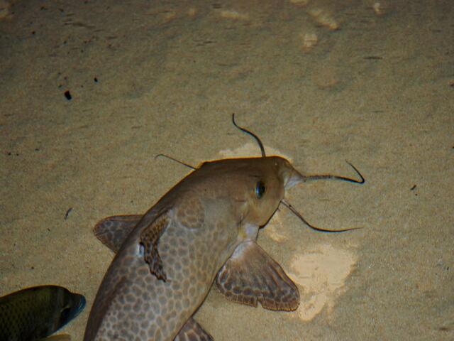 Fische brauchen Wasser ... >>>