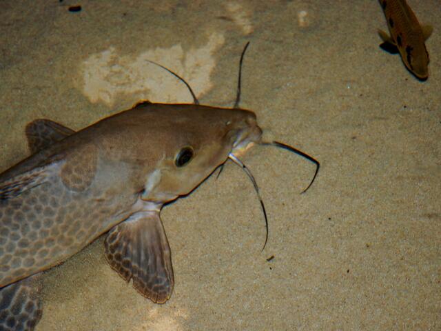 Fische brauchen Wasser ... >>>