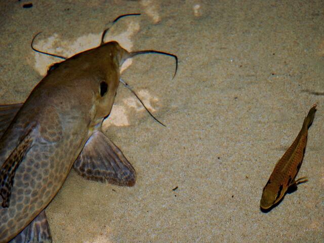 Fische brauchen Wasser ... >>>