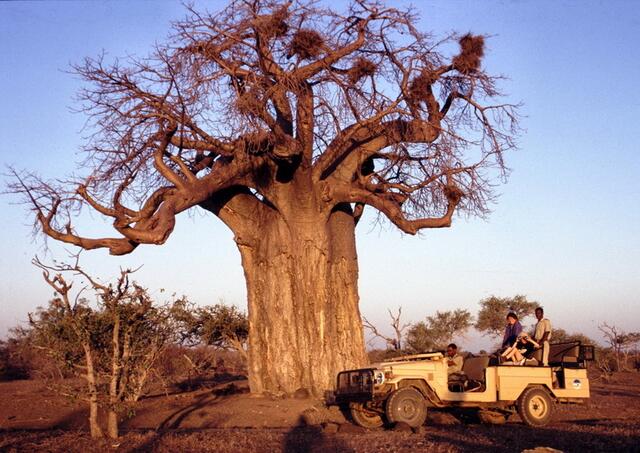 Afrikanischer Safari-, aber kein Christbaum