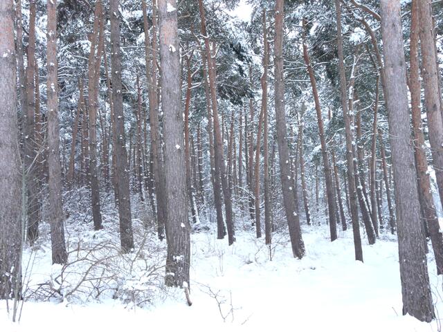 Ein Waldspaziergang durch tiefen Schnee am 2. Januar .