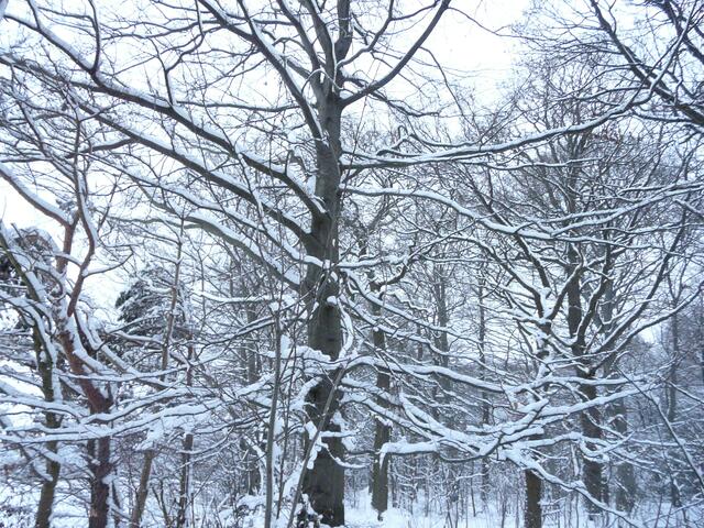 Bizarre schneebedeckte Äste