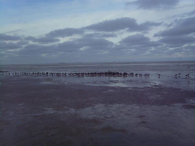 Die unendliche Weite des Wattenmeeres. Am Horizont ist die Insel Neuwerk zu sehen.