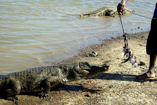 Fütterung der Krokodile am heiligen Teich von Sanga im Süden von Burkina Faso