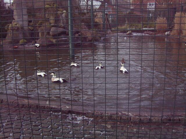 Seevögel im Döser Zoo.