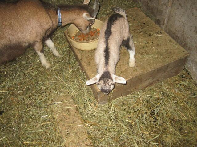 Mama futtert - ich habe auch Hunger!