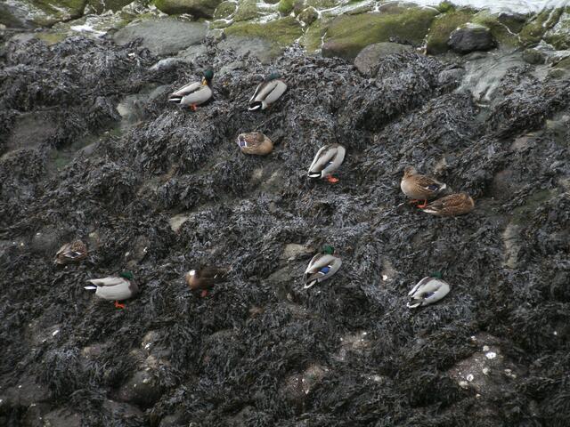 Die Enten schmiegen sich an die windstille Seite des Deiches